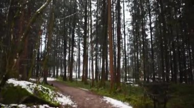 Ormanda yalnız kış yolu (Mayrhofen, Avusturya) 