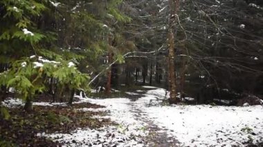 Avusturya Alp ormanlarında ıssız bir yol.