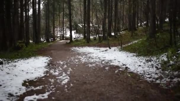 Sentiero Forestale Solitario Nella Pineta Alpina Austriaca — Video Stock