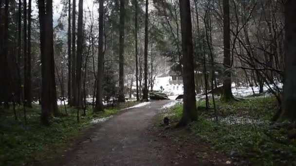 Sentiero Invernale Solitario Nel Bosco Mayrhofen Austria — Video Stock