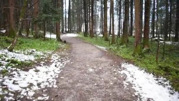 Lonely Road Path Austrian Pine Woods — Stock Video