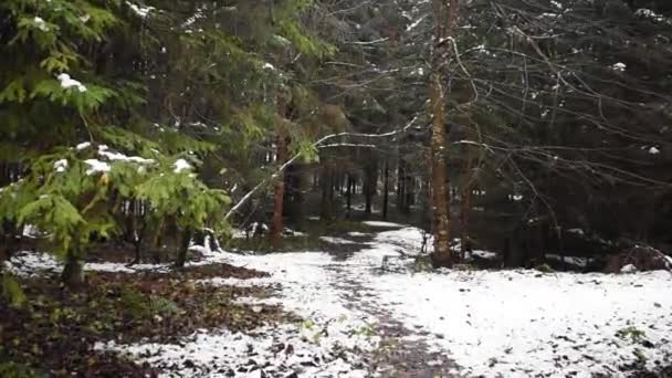 Avusturya Alp Ormanlarında Issız Bir Yol — Stok video
