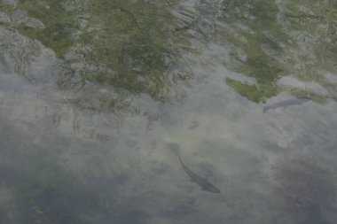 Parkta suyun altında balık