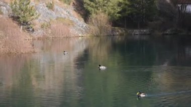 Parktaki küçük bir gölde yüzen ördekler
