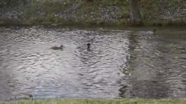 Kanalda soldan sağa yüzen ördekler