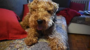 Galli teriyer kanepeye oturmuş, dili dışarı çıkmış.