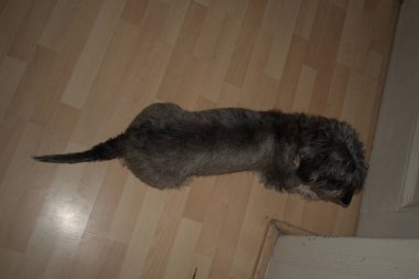 Bir dairede tel saçlı bir daksund.