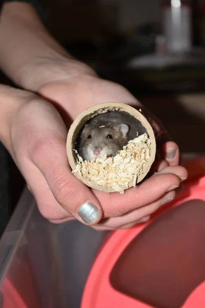 Northern bog lemming in cardboard tube while girl hold it in her hands