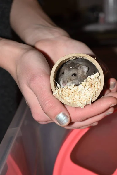Northern bog lemming in cardboard tube while girl hold it in her hands