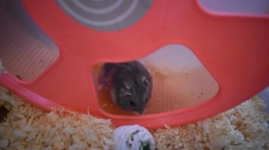 Kuzey bataklığı lemming kaşınıyor. 