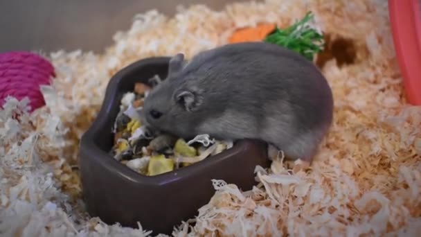 Βόρειος Βάλτος Lemming Τρώει Από Ένα Πιάτο — Αρχείο Βίντεο