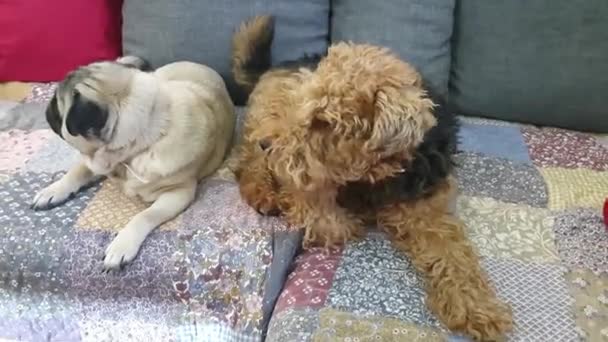 Mops Welsh Terrier Sitting Sofa — Stok video