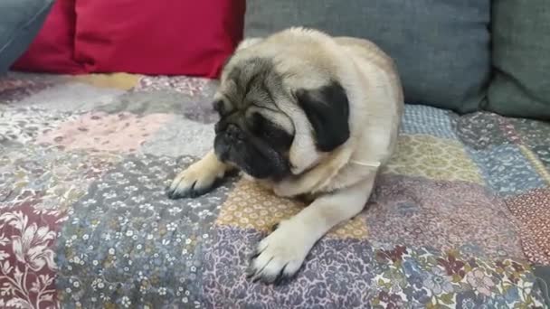 Pug Sitting Sofa — Stok video