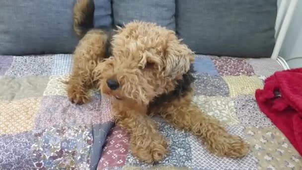 Welsh Terrier Sitting Sofa — Stock Video