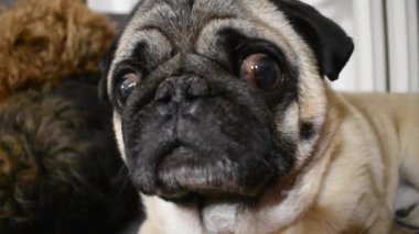Kapatın köpekleri.