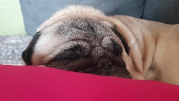 Pug Sleeping His Head Pillow — Stock video