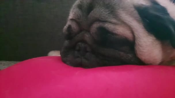 Pug Sleeping His Head Pillow — Stock video