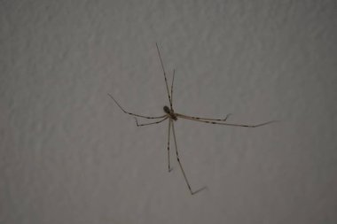 House spider hanging on a wall