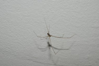 House spider hanging on a wall