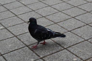 Pigeon walking on a street 