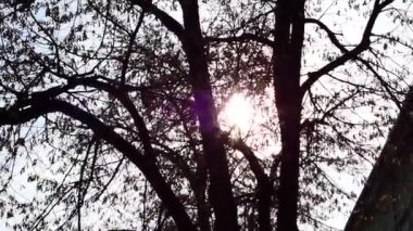 The sun breaks through branches of a winter tree on a winter day with focus play