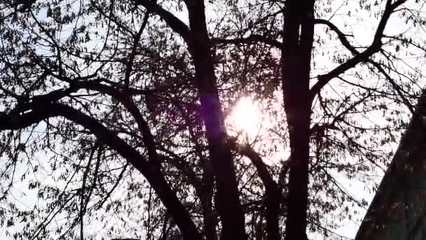 Sun Breaks Branches Winter Tree Winter Day Focus Play — ストック動画