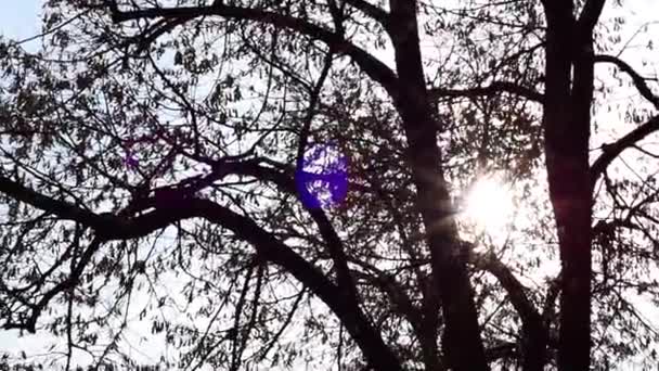Soarele Rupe Prin Ramurile Unui Copac Iarnă Într Iarnă Focus — Videoclip de stoc