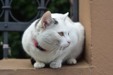 White cat with a red neckband