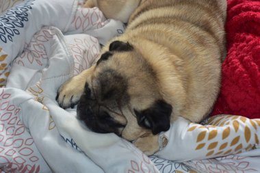 Pug mops puppy sleeping in the bed 