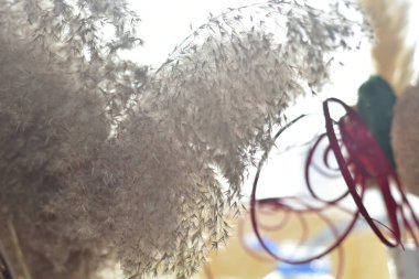 reeds in the house near a window