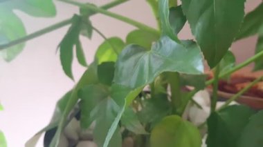 Composition of house plants near a window 