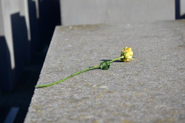 Öldürülen Avrupa Yahudilerinin anısına dikilmiş sarı bir çiçek.