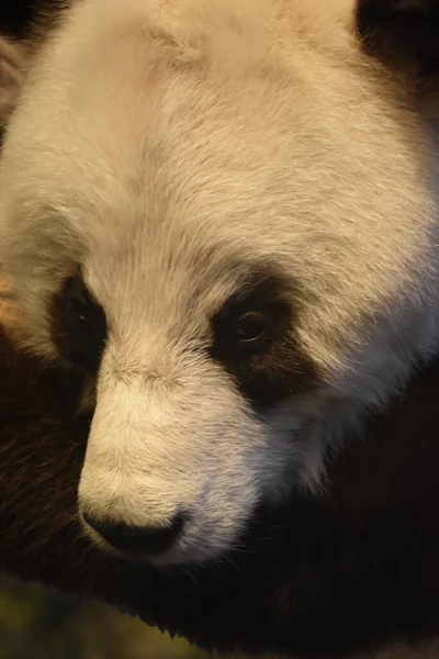 Panda Kopf Aus Nächster Nähe Porträt — Stockfoto