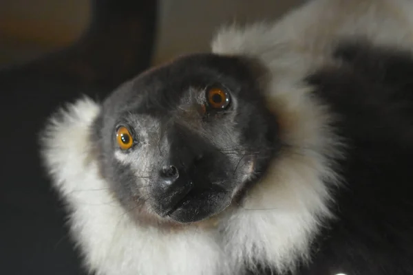 Kopf Des Lemurenaffen Aus Nächster Nähe Porträt — Stockfoto