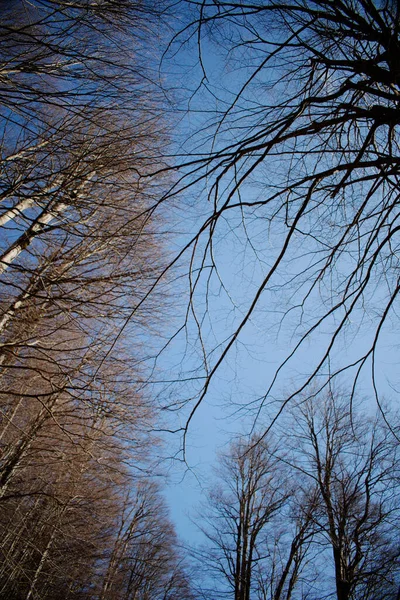 Χειμωνιάτικα Δέντρα Ένα Γαλάζιο Ουρανό Στο Πάρκο Της Φύσης — Φωτογραφία Αρχείου
