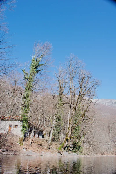 自然公园蓝天上的冬树 — 图库照片