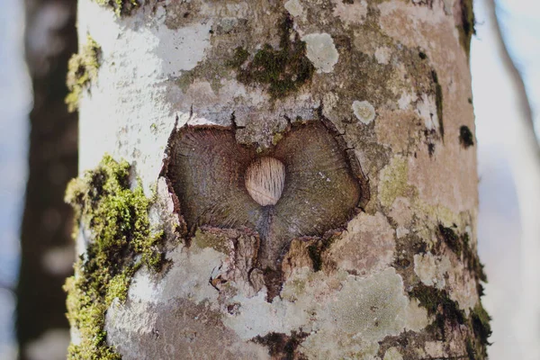 Tvar Srdce Kůře Stromu — Stock fotografie