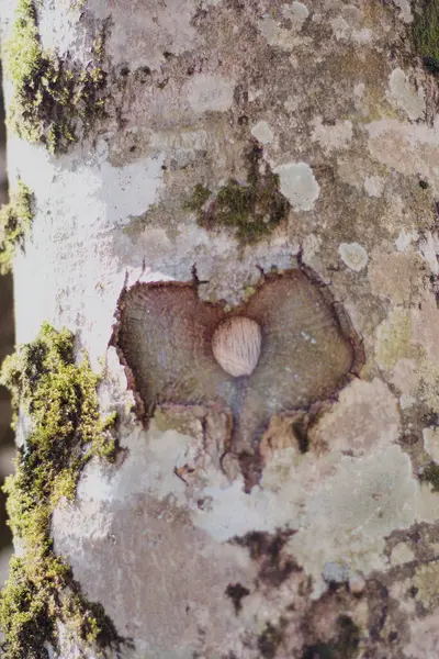 Tvar Srdce Kůře Stromu — Stock fotografie