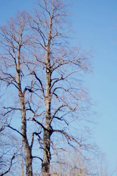 Χειμωνιάτικα Δέντρα Ένα Γαλάζιο Ουρανό Στο Πάρκο Της Φύσης — Φωτογραφία Αρχείου