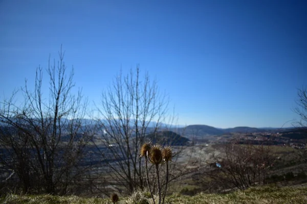 Getrocknete Pflanzen Auf Dem Bergwerk Panorama — Stockfoto