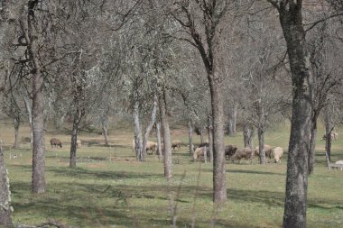 Meyve ağaçlarında koyun sürüsü