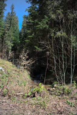 Ormanda küçük bir şelale var.