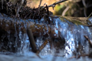 Ormanda küçük bir şelale var.