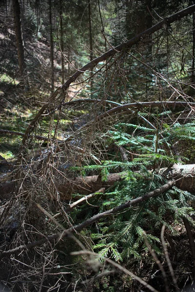 Эксплуатация Леса Сломанными Деревьями Дорожками Шин — стоковое фото