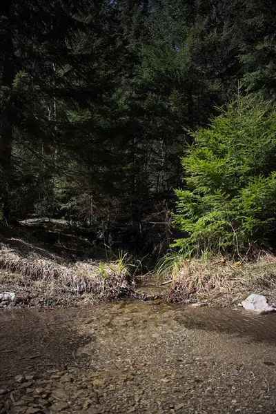 Невеликий Водоспад Природного Потоку Лісі — стокове фото