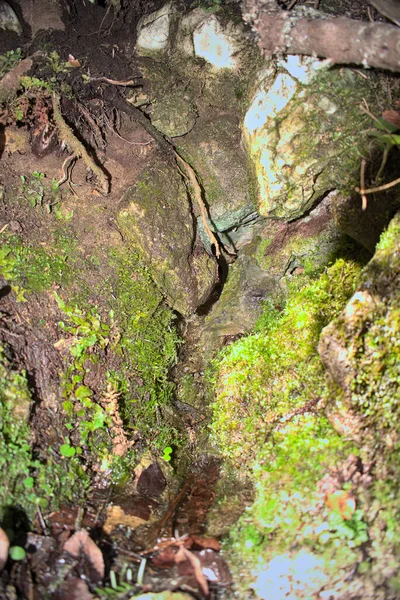 森の中の小さな渓流の滝 — ストック写真