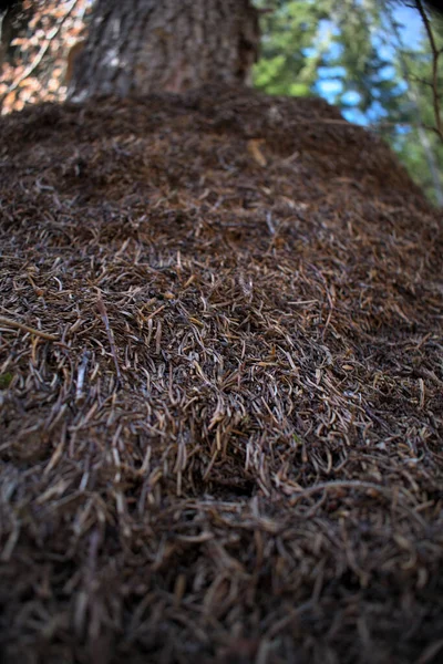 Nahaufnahme Eines Rumpfes Voller Ameisen — Stockfoto