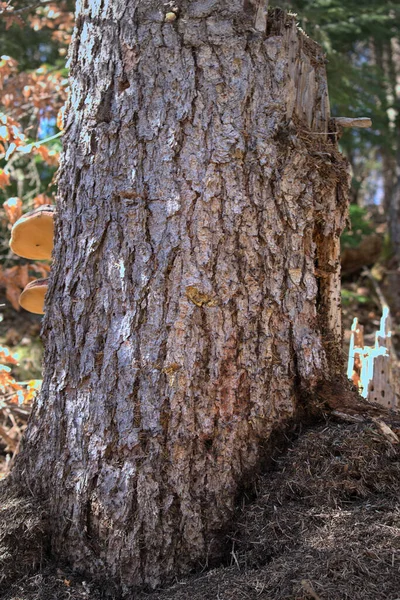 개미가 나무줄기를 — 스톡 사진