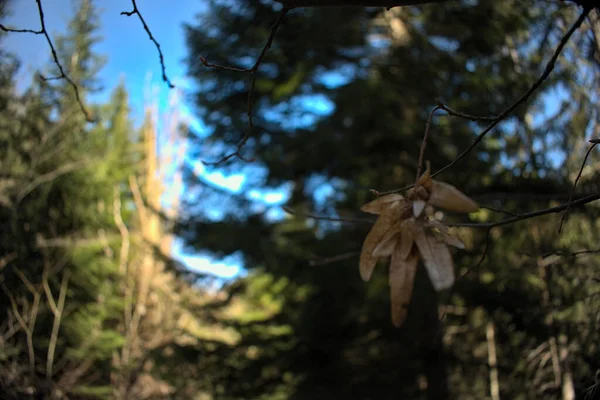 Весна Приближается Концепция Желтые Листья — стоковое фото