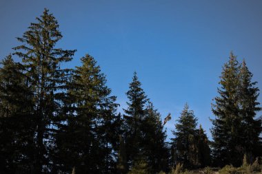 Ormandaki çam ağaçlarının üzerinden uçan bir kuş